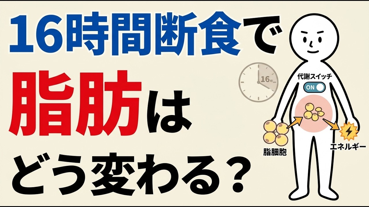 科学的解説：16時間断食を始めると脂肪細胞に何が起こるのか？空腹の裏で始まる“代謝スイッチ”の正体