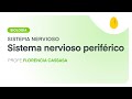 Sistema nervioso periférico | Biología | Sistema Nervioso | V6 | Egg Educación