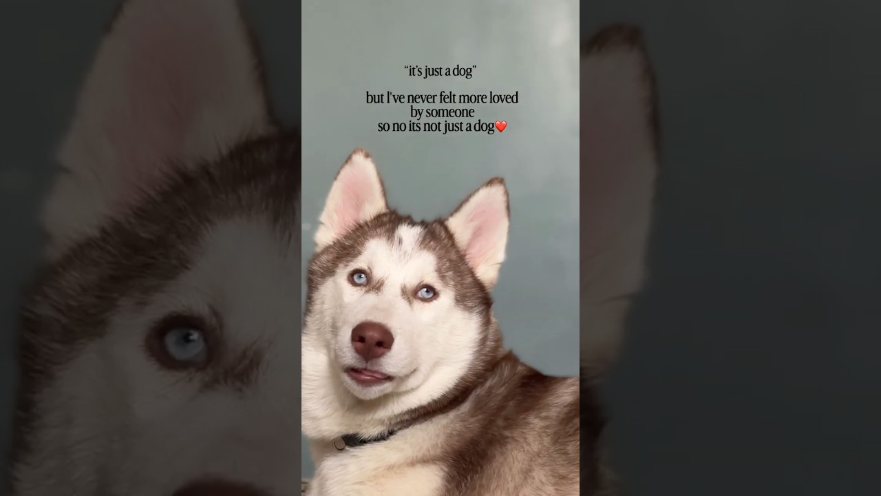 🧿🫶🏻 #viral #ytshorts #dog #husky #husky