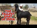 The Tallest Goats Of This Year | Vishu Bhai Goats.