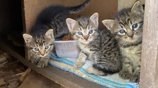 Incredibly beautiful Kittens living on the street. I gave them food. 😍