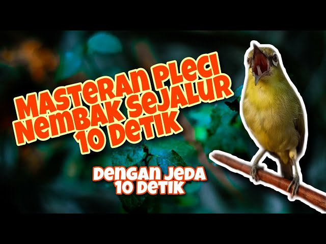 Masteran Pleci Nembak Sejalur 10 Detik, Dengan Jeda 10 Detik class=