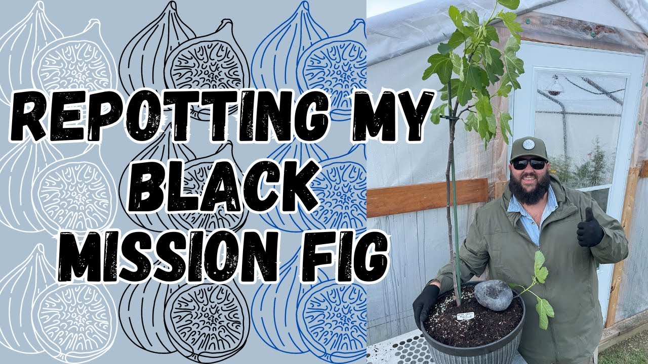 Container Fig Repotting My Black Mission Fig! | Growing Container Figs in the ...