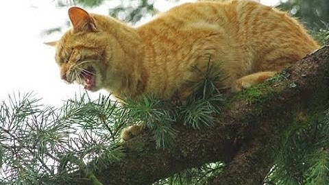 Firefighters Rescue Cat Stuck in Tree for Days: Heartwarming Story of Courage and Compassion!