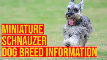 Miniature Schnauzer Dog Breed Hidden Information Will Shock You