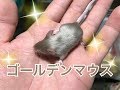 ゴールデンマウスが生まれました！マウスの飼育