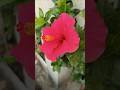 Beautiful flowers blooming🌺🥰🌱#gardening #trending #shorts #beautiful #flowers #farming #nature #love