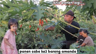 banyak yang mateng !! panen cabe ke-2 bareng @Aamanda123