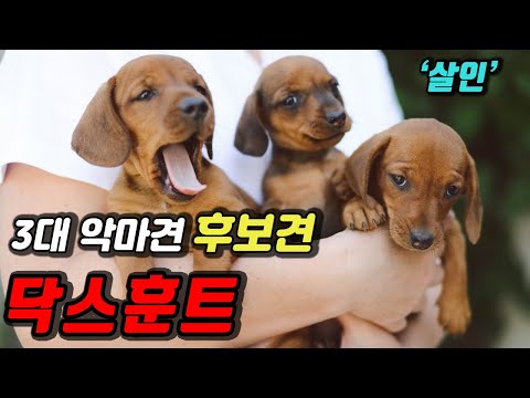 Interesting facts about a dachshund that 90% people don&rsquo;t know