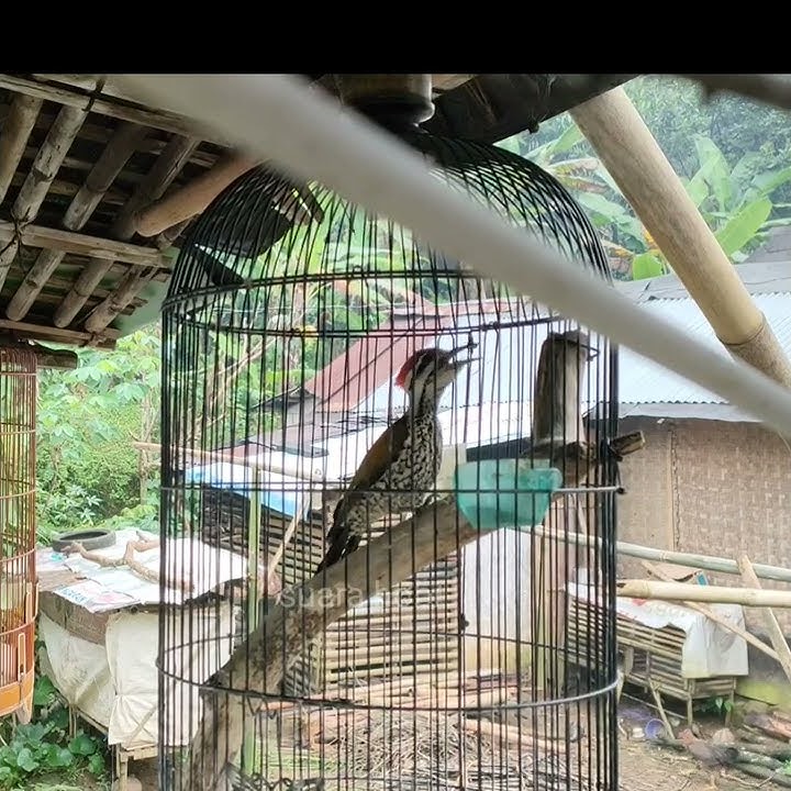 Pelatuk bawang gacor tembakan keras