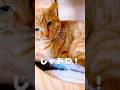 【ねぇねキャットタワーのぼるの遅くね?ww】