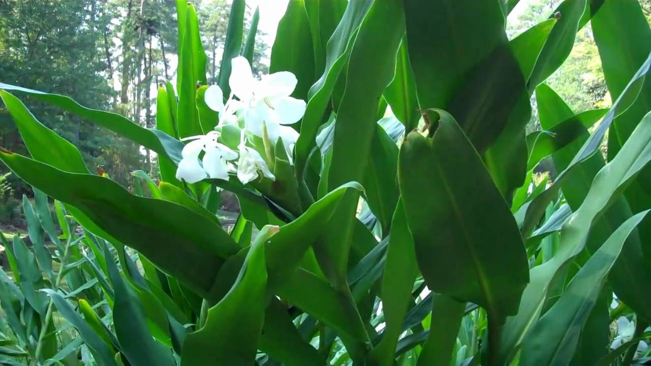 Duke Gardens White Ginger Lily Youtube