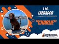 LABRADOR 🐶🦮Off leash Dog Training / Obedience Training 🦮🐶