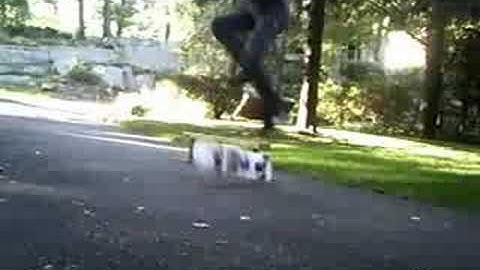 half cab crook nollie inward heel