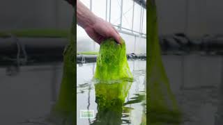 Algae Satisfying?