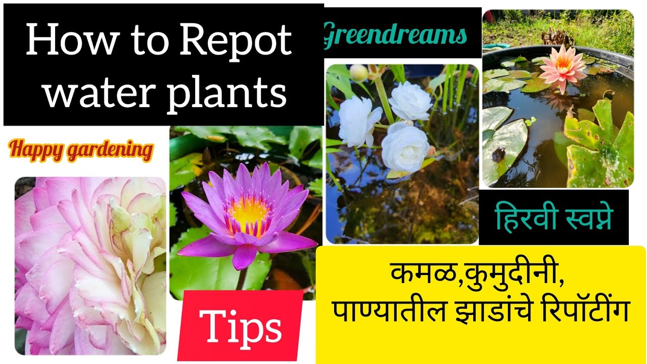 How to Repot Aquatic Plants with some tips/कमळ व इतर पाणवनस्पती कशा
