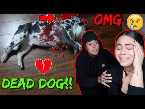 dead-dog-prank-on-girlfriend!-(so-emotional)