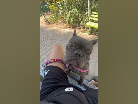 Хитрая собака - YouTube