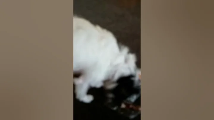 Bully stick and tendon mix is her favorite
