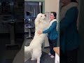 Funny Dog Memes #Funny #Cute #Dog #Pet #ForYou #TikTok