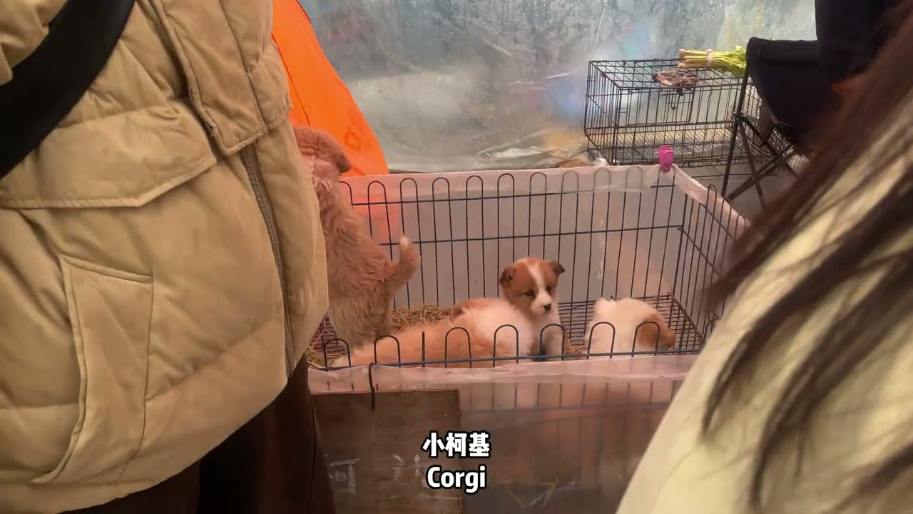 中国滁州花鸟鱼虫市场（狗市）（Flower, Bird, Fish & Insect Market (Dog Market), Chuzhou, China）