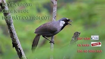 Luyện giọng khướu hot bắt cô trói cột p4