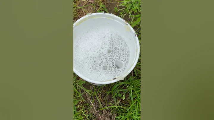 How to get rid of squash bugs 🤢 #shorts #squash #gardeningtips #gardening #gardentips #homestead