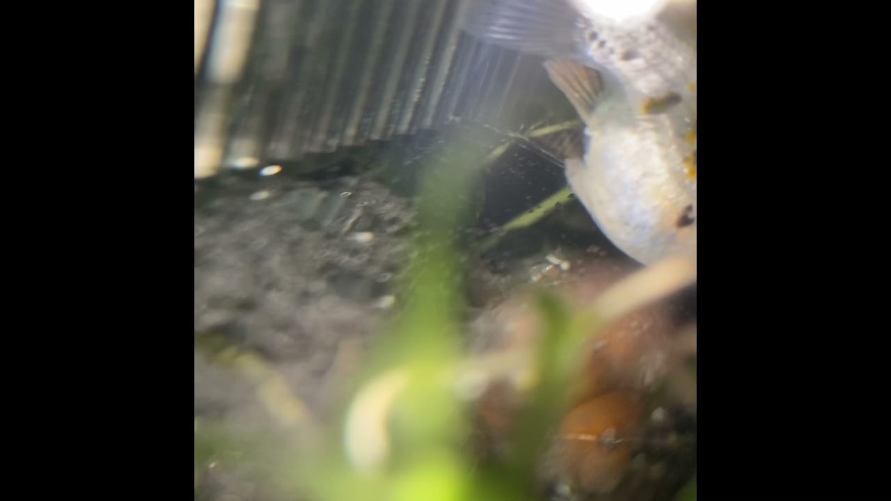 Balloon Molly Giving Birth Youtube Balloon Molly Giving Birth Youtube