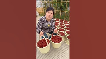 Delicious Chinese Red Dates | Amazing Jujube Fruits Harvest by Rural Farmer #shorts #fruit