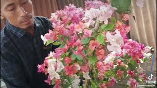 Id : Bougenville Maharani #bougenvillemaharani #bougenvilleimport #bunga #bougenville #flowers