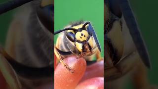 More than just a sting. #wasps #animalfacts #nature