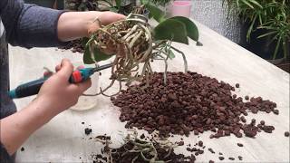 Rempotage d'un Phalaenopsis