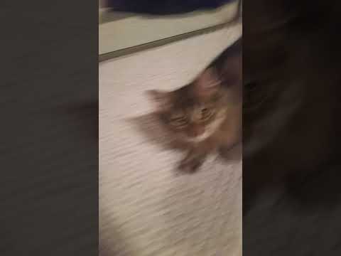 camera iphone 8 plus apk So much for the cat video...