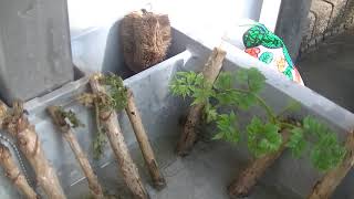 タラの芽/こしあぶら栽培⑥