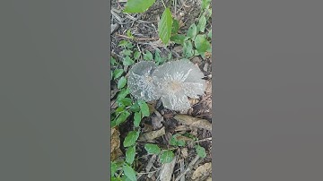 Discovering an Enchanting Alien-Looking Mushroom in My Garden 🍄🌿