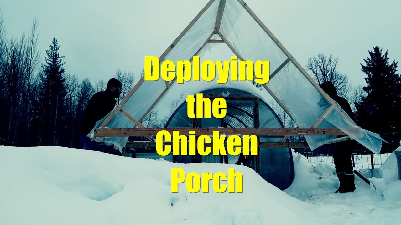 raising chickens in snow country Deploying the Chicken Porch