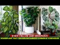 12 best tall low light houseplants indoorplants