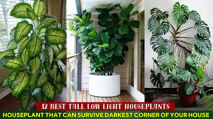 12 Best Tall Low Light Houseplants #indoorplants