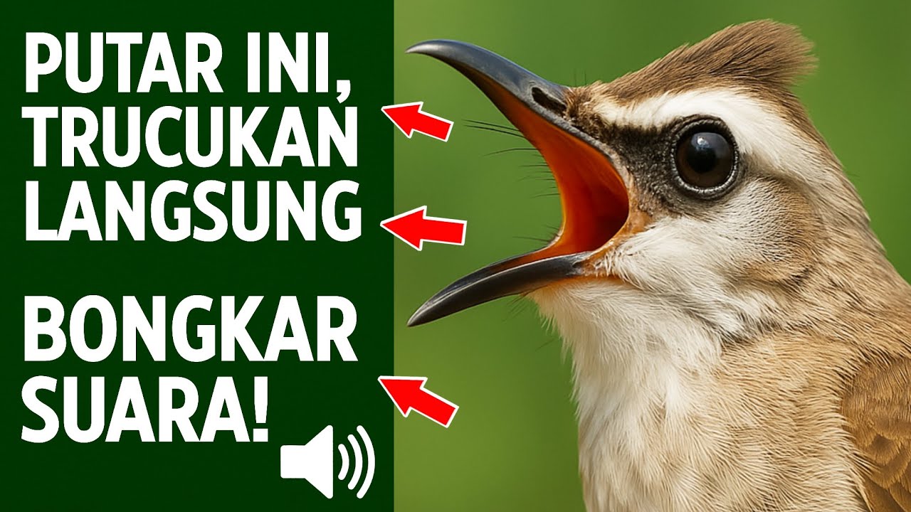 Masteran trucukan gacor ngalas tarung ropel paling bagus untuk pancingan trucukan agar bunyi nyaut