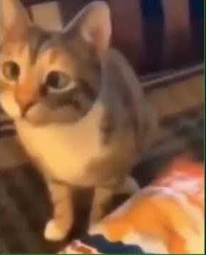 Download lagu woah cat