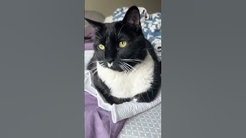 Look At My Tuxedo Cat | Cat Videos | Tuxedo Cats | Cute Cats #cat #shorts