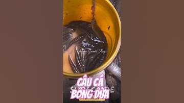 Vlog 1386 : Câu Cá Bống Dừa #nghisuave #fishing #câucá #đammêcâucá #mientay