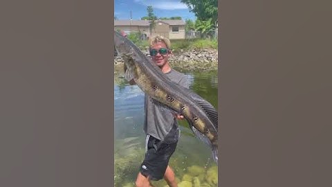 Double digit snakehead in Miami ! #shorts #snakehead #fishing