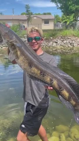 Ikan snakehead dua digit di Miami! #shorts #snakehead #memancing