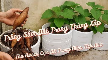 Cách Trồng Sâm Đất Từ Củ Giống – Thu Hoạch Cực Dễ Trong Diện Tích Nhỏ | Ăn Ngon, Tốt Cho Sức Khỏe