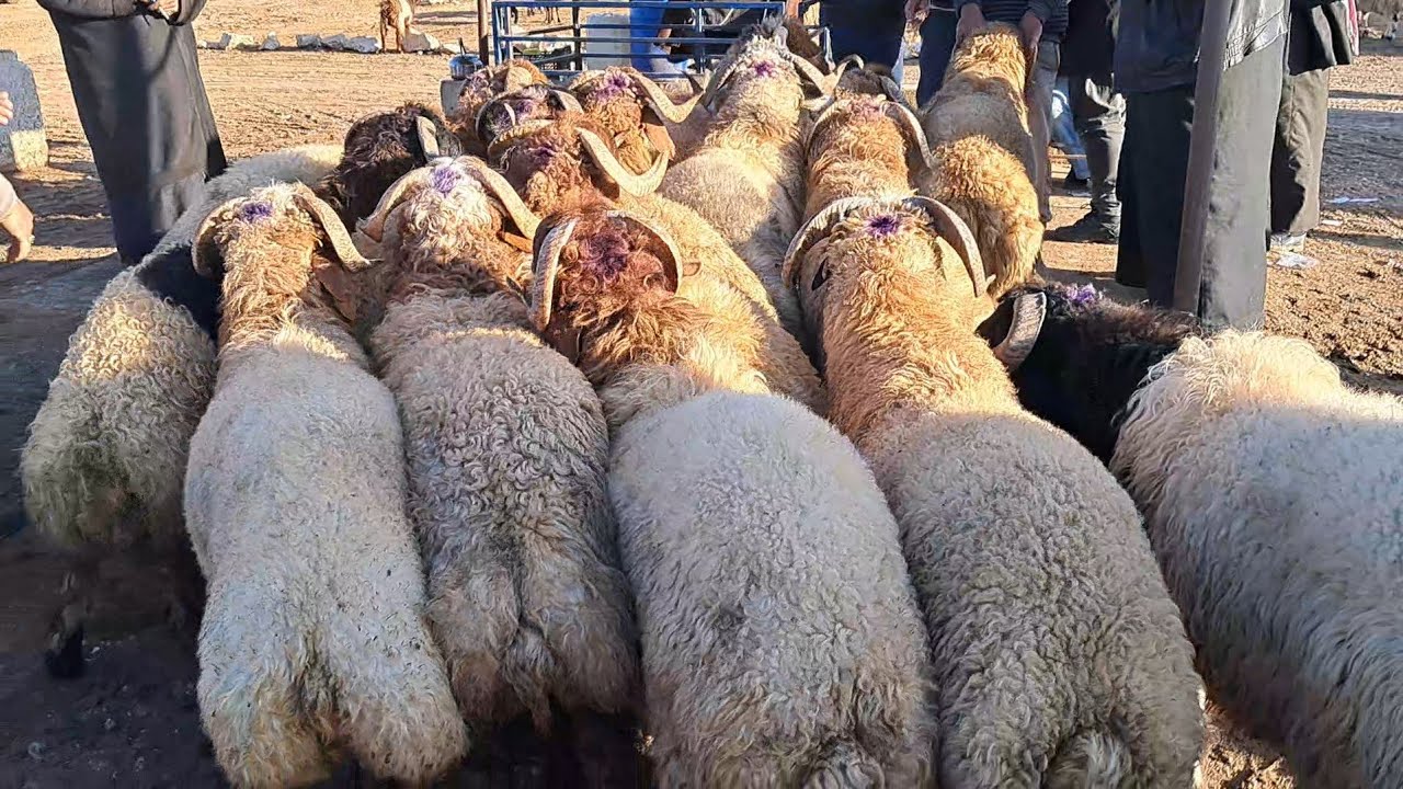 سوق الدانا يوم السبت/ 22/ 2/ 2025/ غنم مطافيل/ خاروف لحم/ خاروف رباطة ...