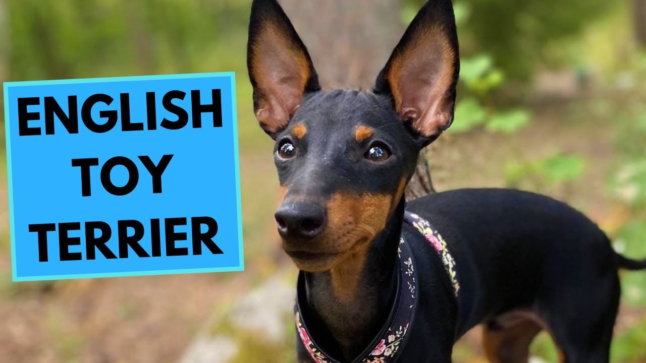 Meet The English Toy Terrier