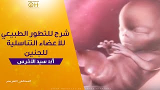 شرح للتطور الطبيعي للأعضاء التناسلية للجنين