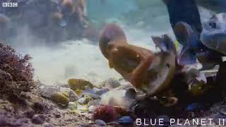 only in animal world...Octopus uses sea shells to protect itself from a shark