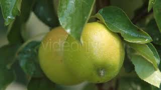 Fruit Apples On A Tree | Stock Footage - Envato elements